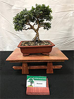 Ficus